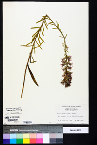 Liatris elegans image