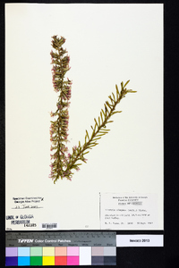 Liatris elegans image