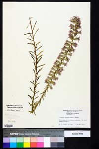 Liatris elegans image