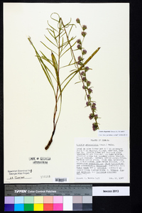 Liatris elegantula image