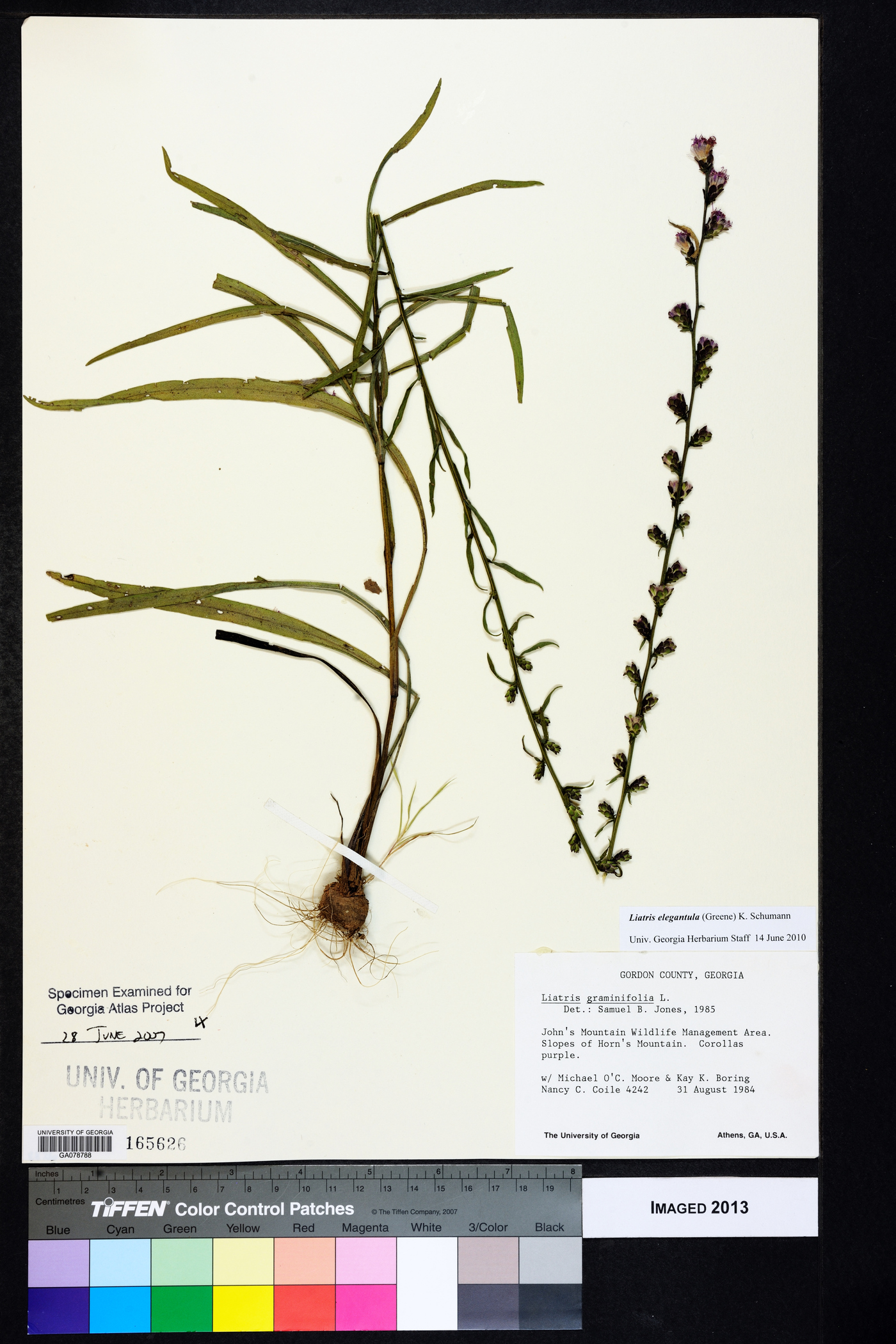 Liatris elegantula image