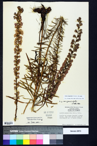 Liatris elegantula image