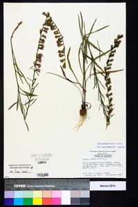 Liatris elegantula image