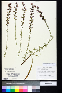 Liatris elegantula image