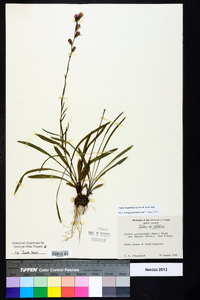 Liatris elegantula image