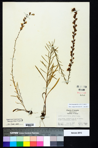 Liatris elegantula image