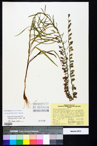 Liatris elegantula image