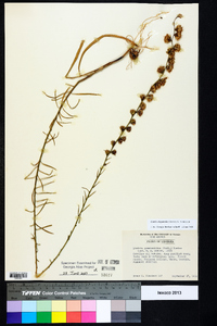 Liatris elegantula image