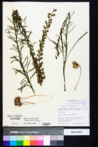 Liatris elegantula image