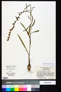 Liatris elegantula image