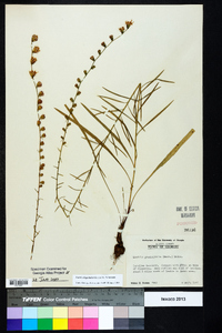 Liatris elegantula image