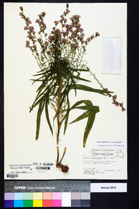 Liatris elegantula image