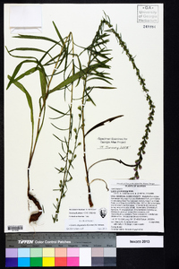 Liatris elegantula image