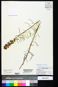 Liatris elegantula image