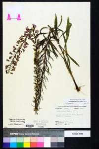 Liatris gracilis image