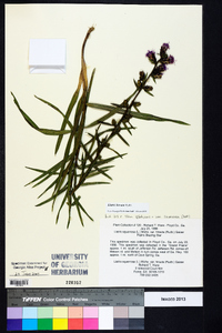 Liatris squarrosa var. hirsuta image