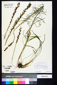 Liatris microcephala image