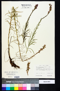 Liatris microcephala image