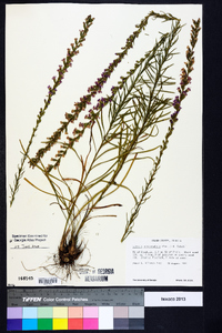 Liatris microcephala image