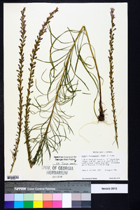 Liatris microcephala image