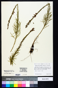 Liatris microcephala image