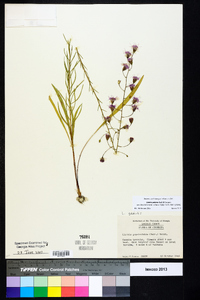 Liatris patens image