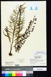 Liatris patens image