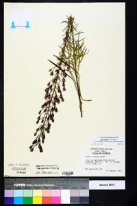 Liatris patens image