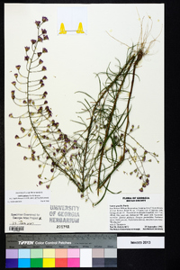 Liatris patens image