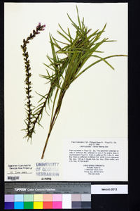 Liatris spicata image