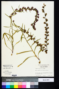 Liatris spicata image