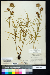 Liatris squarrosa image