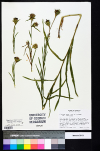 Liatris squarrosa image