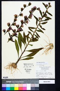 Liatris squarrulosa image