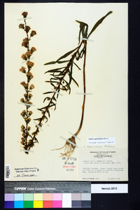 Liatris squarrulosa image