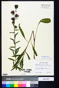 Liatris squarrulosa image