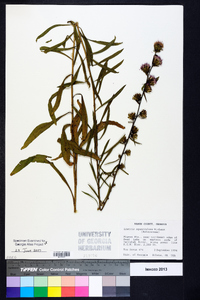 Liatris squarrulosa image