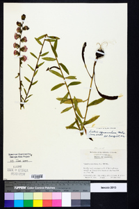 Liatris squarrulosa image
