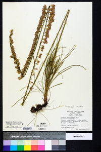 Liatris tenuifolia image