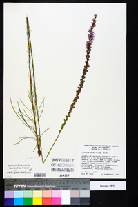 Liatris tenuifolia image