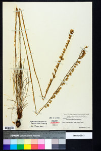 Liatris tenuifolia image