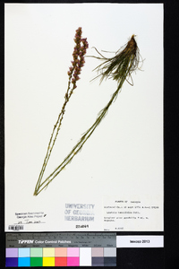 Liatris tenuifolia image