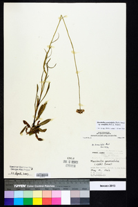 Marshallia graminifolia image