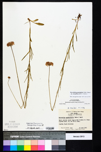 Marshallia graminifolia subsp. tenuifolia image