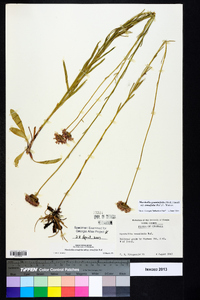 Marshallia graminifolia image