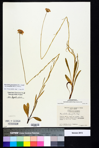 Marshallia graminifolia subsp. tenuifolia image