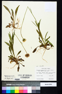 Marshallia obovata image