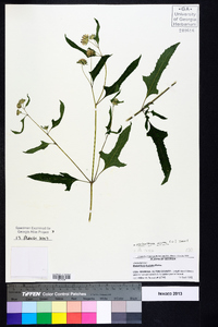 Melanthera nivea image