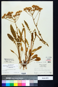 Packera anonyma image