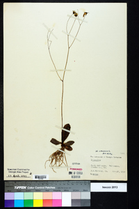 Hieracium venosum image